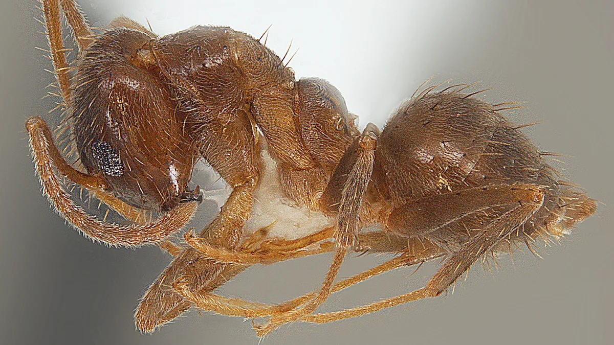 Mẫu kiến điên tawny (Nylanderia fulva), ảnh Bảo tàng Côn trùng Mississippi/Joe MacGown kèm bài MSU Extension