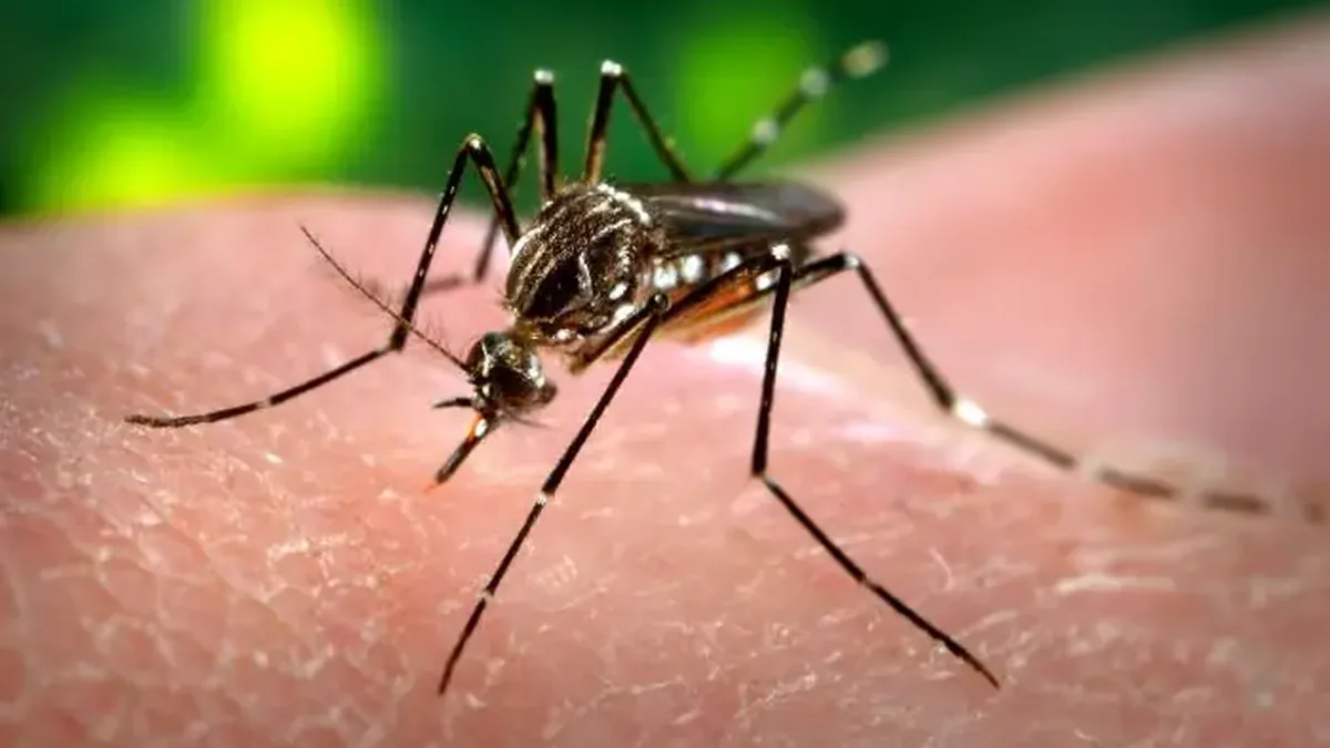 협회 웹사이트에 이미 있는 Aedes aegypti 사진(참고용, 연구의 사진 아님)